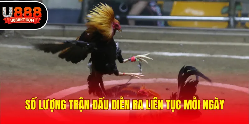 Số lượng trận đấu đá gà cựa dao diễn ra liên tục mỗi ngày